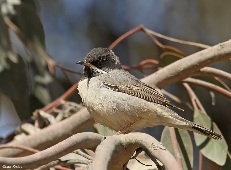    Ruppell's Warbler Sylvia rueppelli  .Mitzpe Ramon  ,march 2011 Lior Kislev           